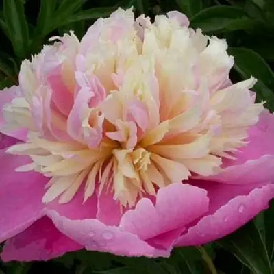 Пион ВЕСЕННЯЯ ПАЛИТРА травянистый в Витебске