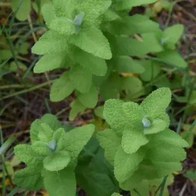 Мята АПФЕЛМИНЦЕ в Витебске
