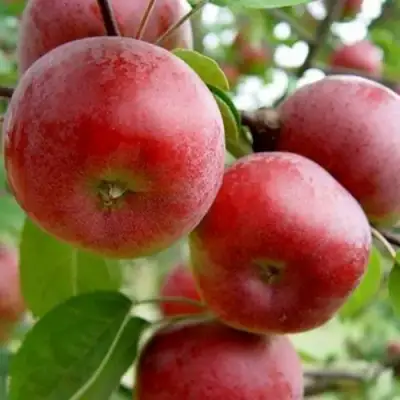 Яблоня АНТЕЙ в Витебске