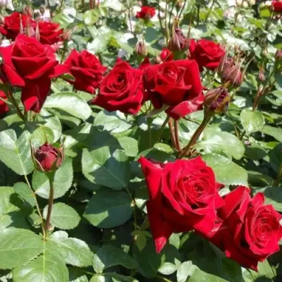 Роза ЭКСПЛОРЕР чайно-гибридная в Витебске