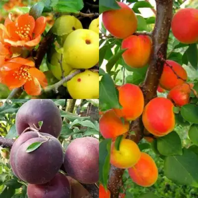 Комплект САД ДЛЯ ГУРМАНА в Витебске