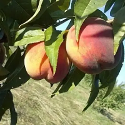 Персик СОФГАФЕН в Витебске