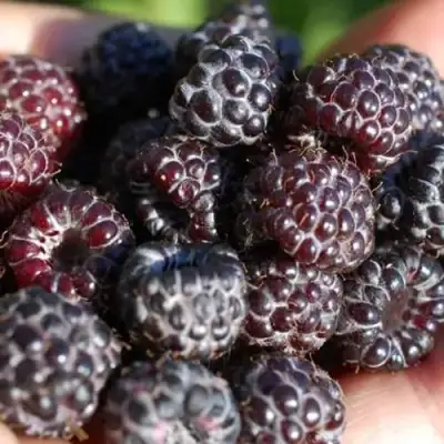 Малина БРИСТОЛЬ в Витебске