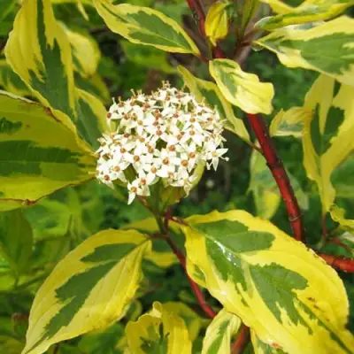 Дерен ШПЕТА белый в Витебске