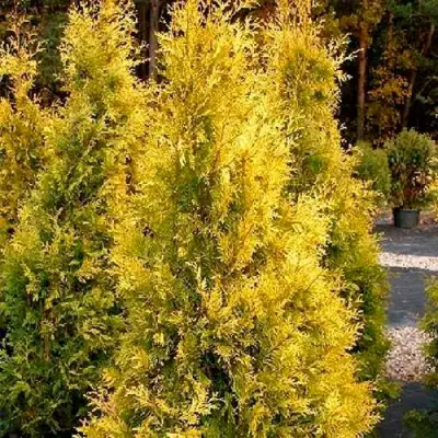 Туя ЕВРОПА ГОЛД западная в Витебске