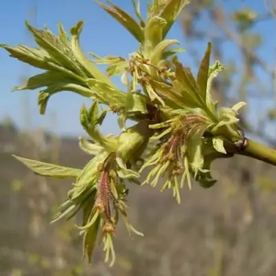 Клен ясенелистный в Витебске