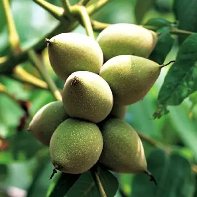 Орех МАНЬЧЖУРСКИЙ в Витебске