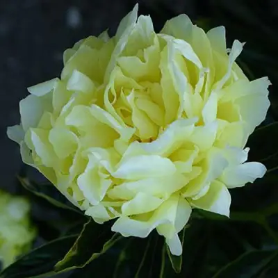 Пион ЗОЛОТАЯ КОЛЕСНИЦА травянистый в Витебске