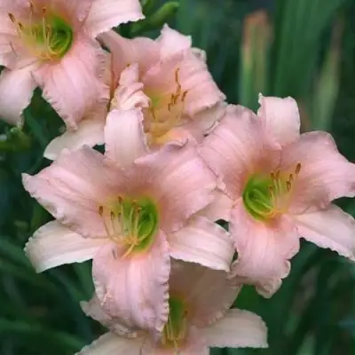 Лилейник ЛАКШЕРИ ЛЕЙС гибридный в Витебске