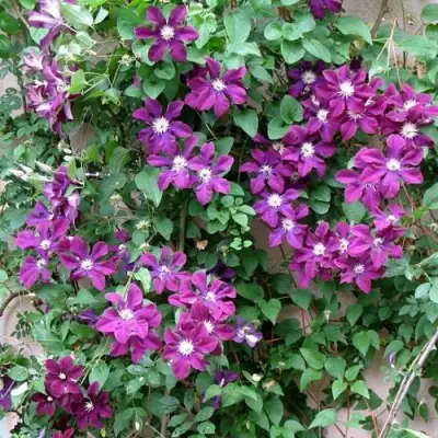 Клематис ГЕРОИ ВАРШАВЫ в Витебске