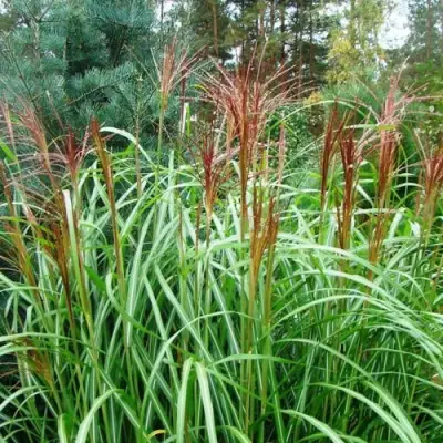 Мискантус МАЛЕПАРТУС китайский  в Витебске