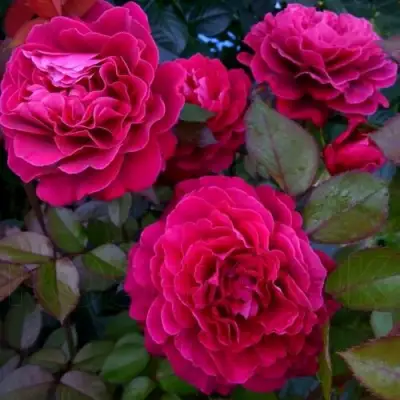 Роза БЕЛЬВЬЮ чайно-гибридная в Витебске