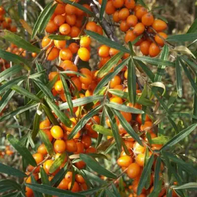 Облепиха РОСИНКА в Витебске