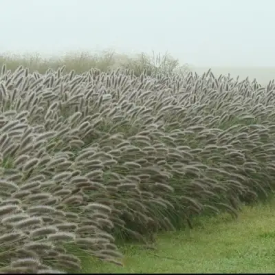 Пеннисетум ЛЕДИ Ю в Витебске