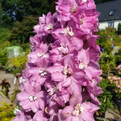 Дельфиниум АСТОЛАТ тихоокеанский в Витебске