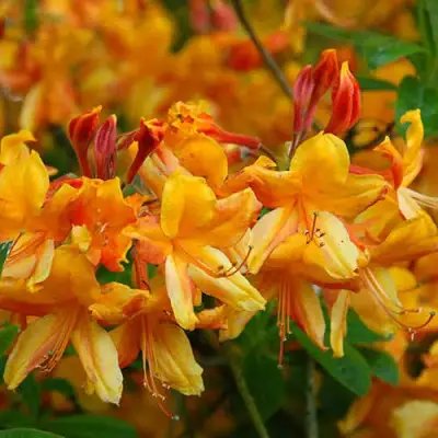 Азалия ОРАНЖ ХИТ листопадная в Витебске