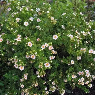 Лапчатка ПИНК КВИН кустарниковая в Витебске