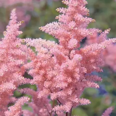 Астильба ГЛИТТЕР ЭНД ГЛАМУР китайская в Витебске