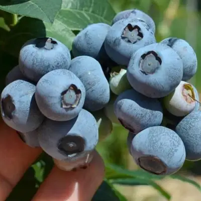 Голубика НЕЛЬСОН в Витебске