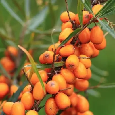 Облепиха АЛТАЙСКАЯ в Витебске
