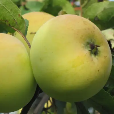 Яблоня РОССИЯНКА в Витебске