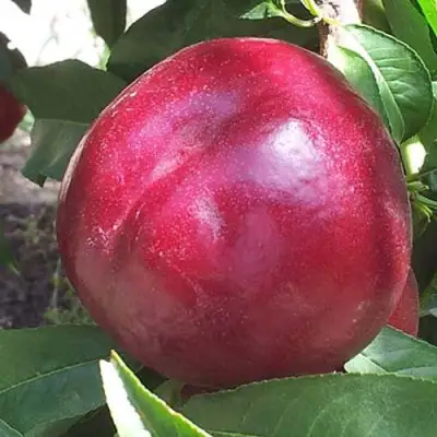 Нектарин ЭКСТРИМ БЬЮТИ в Витебске