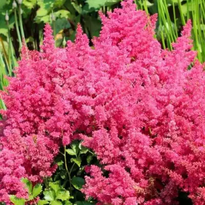 Астильба САННИ ДЕЙ гибридная в Витебске