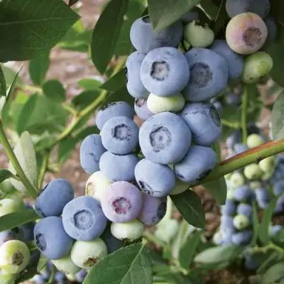 Голубика ЛИБЕРТИ в Витебске