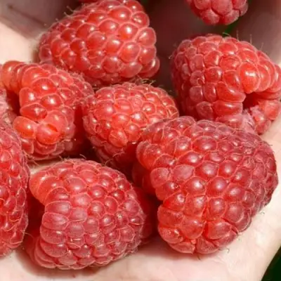 Малина ХЕРИТЕЙДЖ в Витебске