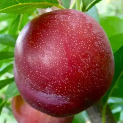 Слива БЕРБАНК ГИГАНТ в Витебске