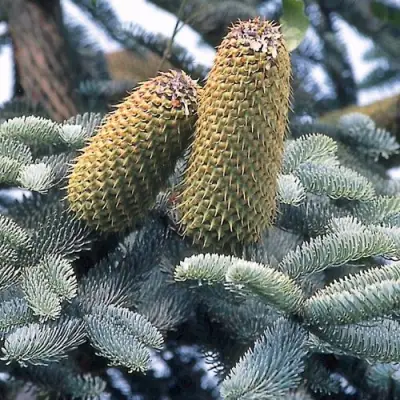 Пихта благородная в Витебске