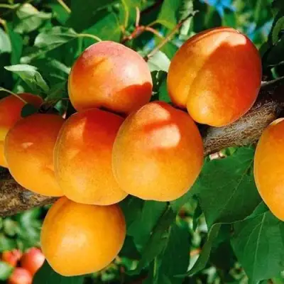 Абрикос СПАДЧЫНА в Витебске