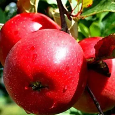Яблоня РЕДФРИ в Витебске