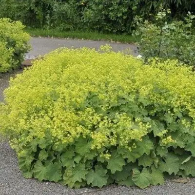 Манжетка ТРИЛЛЕР мягкая в Витебске