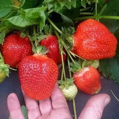 Клубника АЗИЯ в Витебске