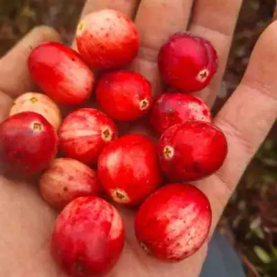 Клюква СТАНКОВИЧ в Витебске