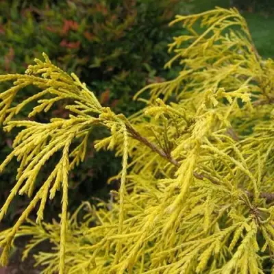 Кипарисовик ВАВЕЛ горохоплодный в Витебске