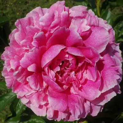 Пион ЗЕ ФОН травянистый в Витебске