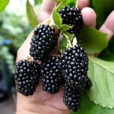 Ежевика ПРАЙМ АРК 45 ремонтантная   в Витебске