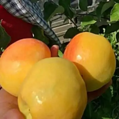 Яблоня АНТОНОВКА ЗОЛОТАЯ в Витебске