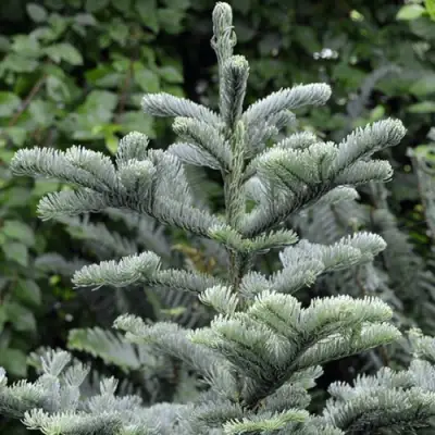 Пихта благородная в Витебске