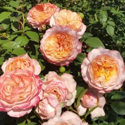 Роза СУРИР ДЕ ХАВР чайно-гибридная в Витебске