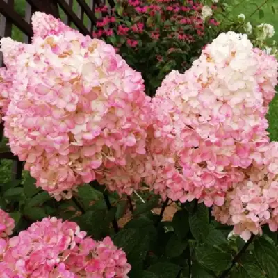 гортензия мэджикал кэндл