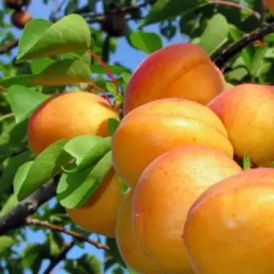 Абрикос ЭДЕЛЬВЕЙС в Витебске