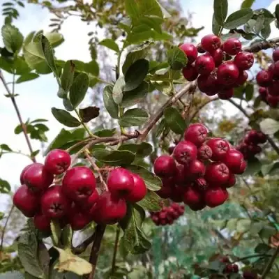 Рябина ГРАНАТНАЯ сладкоплодная в Витебске