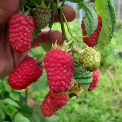 Малина ЛЯЧКА (ЛАШКА, ЛЯШКА) в Витебске