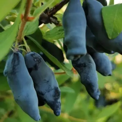 Жимолость съедобная СИЛЬГИНКА в Витебске
