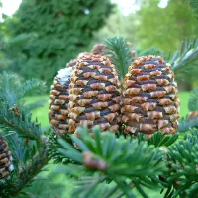 Пихта ФРАЗЕРА в Витебске