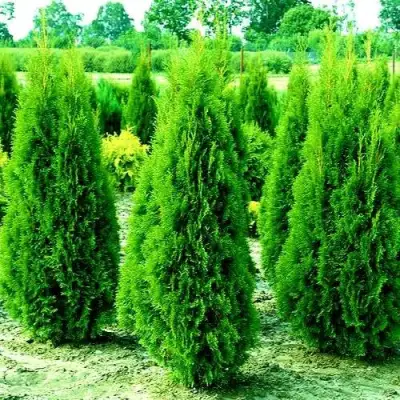 Туя ВИДМАНТ западная в Витебске