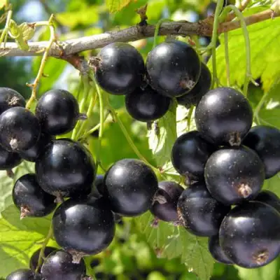 Смородина черная ГАМАЮН в Витебске